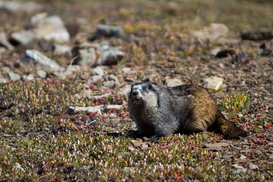 Marmot, Skyline Trail, Jasper