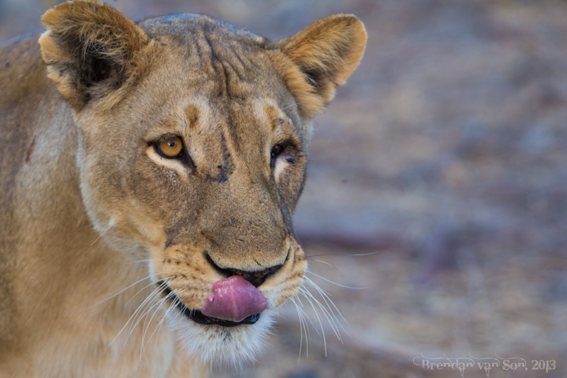 Best Travel Photos 2013, one-eyed lioness