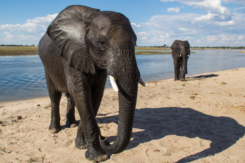 Best Travel Photos 2013, wet elephant