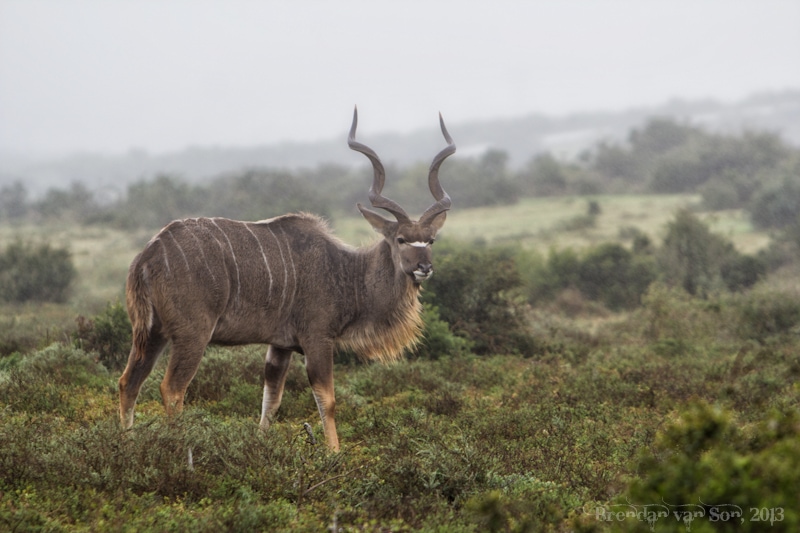 Best Travel Photos 2013, kudu