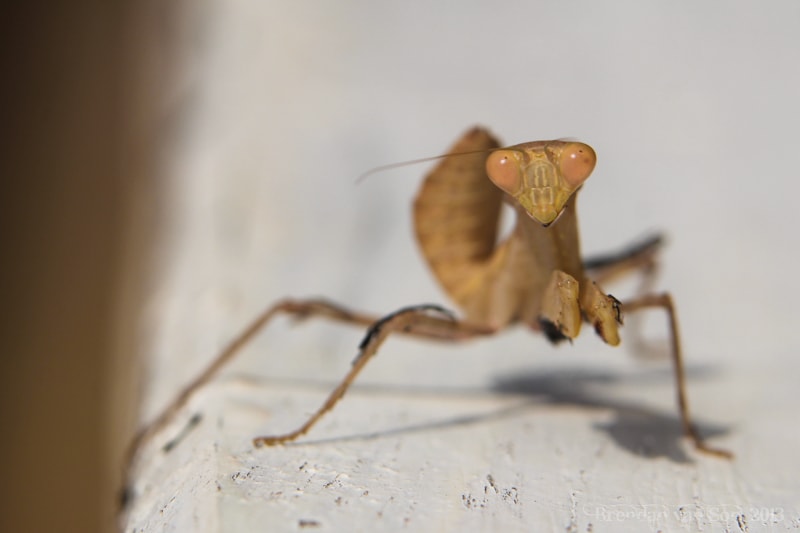 January 16, 2013 - "Preying Mantis" I saw this Preying mantis in Mole National Park, Ghana
