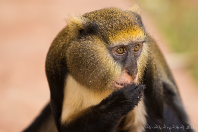 Ghana Pictures, monkey