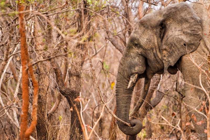 Ghana Pictures, Elephant