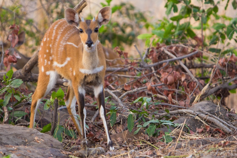 Ghana Pictures, Antelope