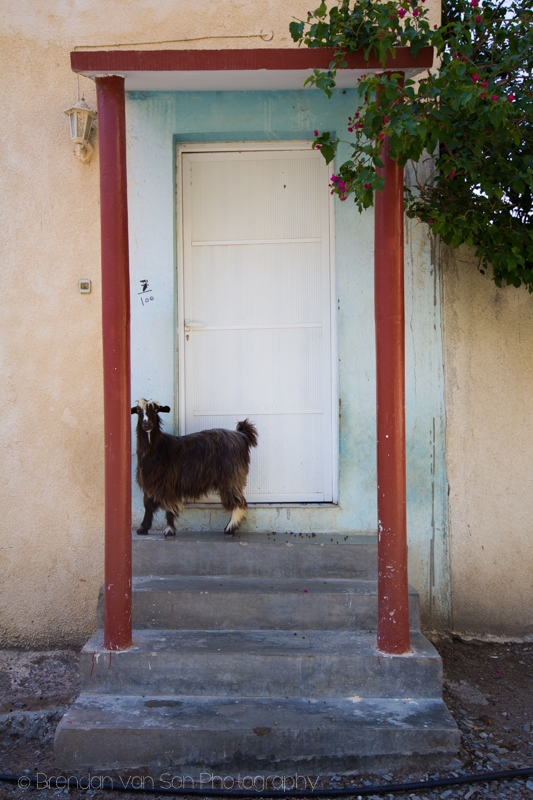 Goat, Oman