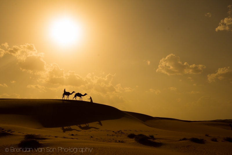 Camels Wahiba Sands Oman