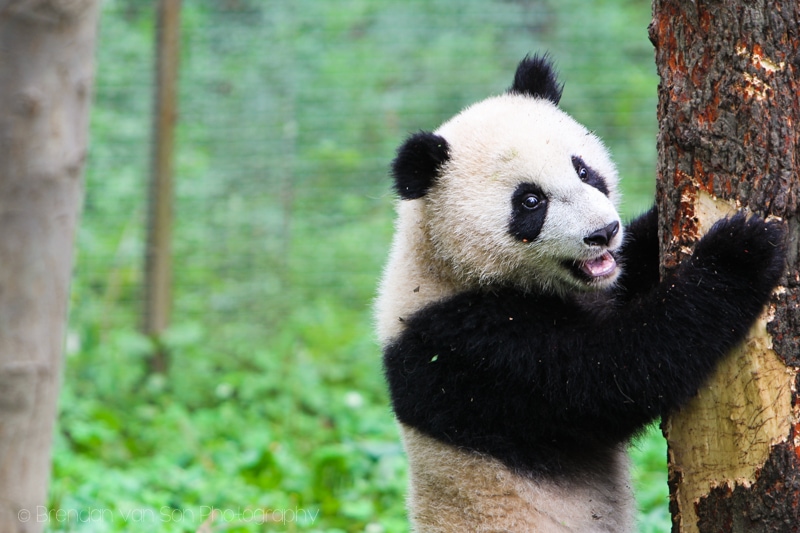 Panda Bear, Bifengxia, China