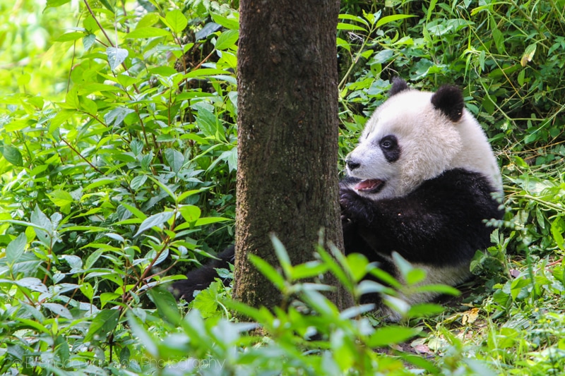 Panda Bear, Bifengxia, China