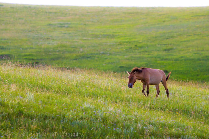 Wild horse Mongolia