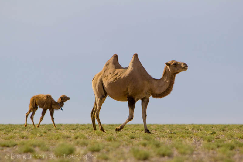 Gobi Camel