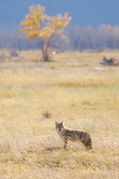 Coyote, Waterton Lakes National Park