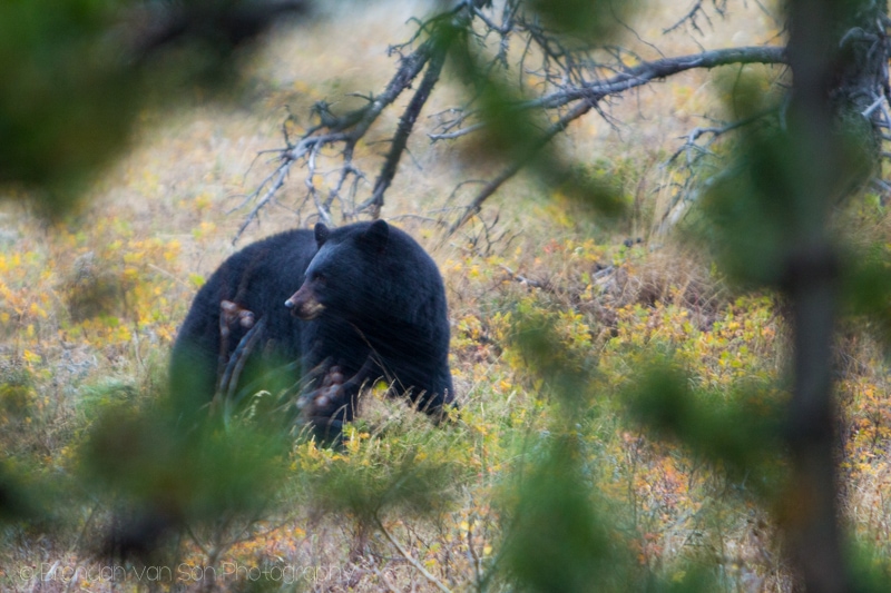 Black Bear, Waterton Lakes National Park