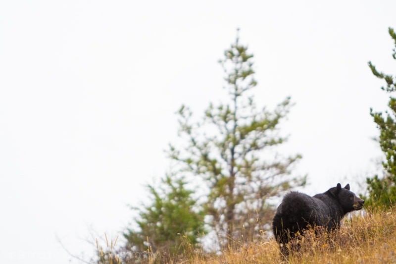 Black Bear, Waterton Lakes National Park