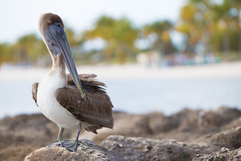 Brown Pelican, Key West