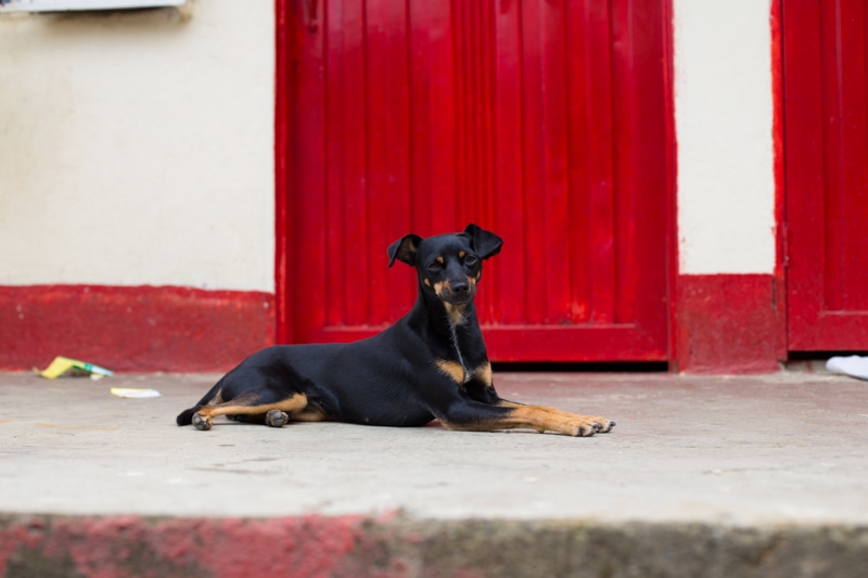 Dog, Medellin, Colombia
