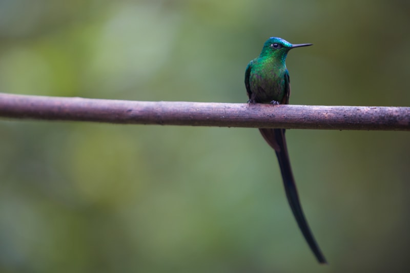 hummingbird, Salento, Colombia