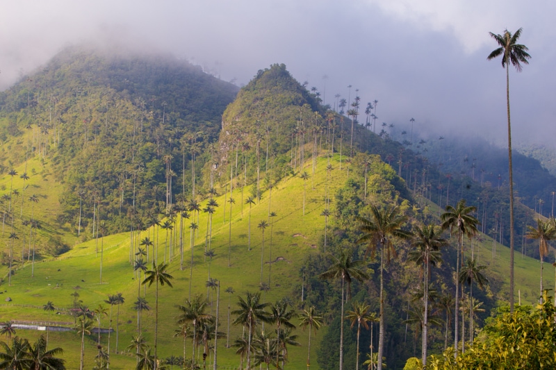 Cocora Valley, Salento, Colombia