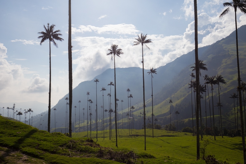 Wax Palm Trees, Salento, Colombia