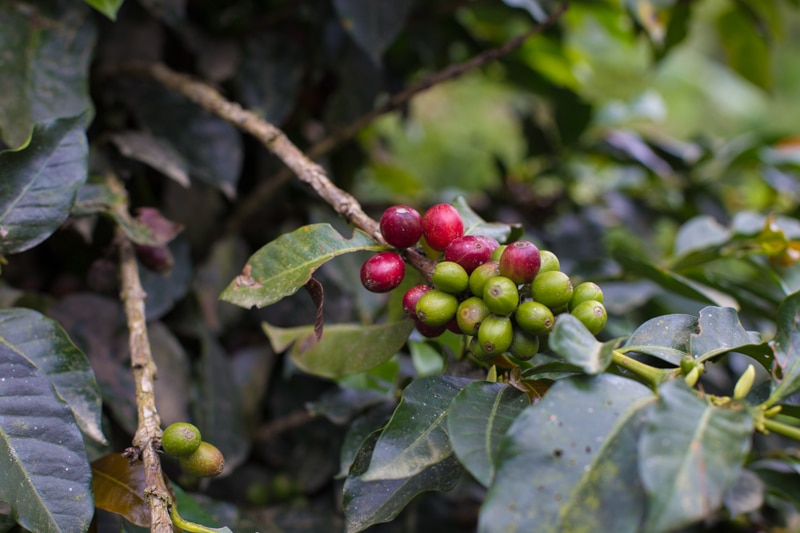 Coffee, Salento, Colombia