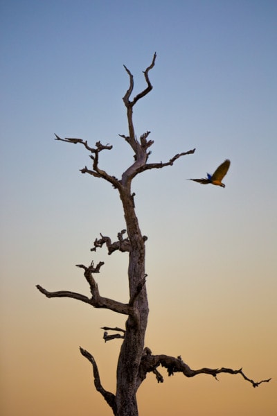 Macaw, The Pantanal