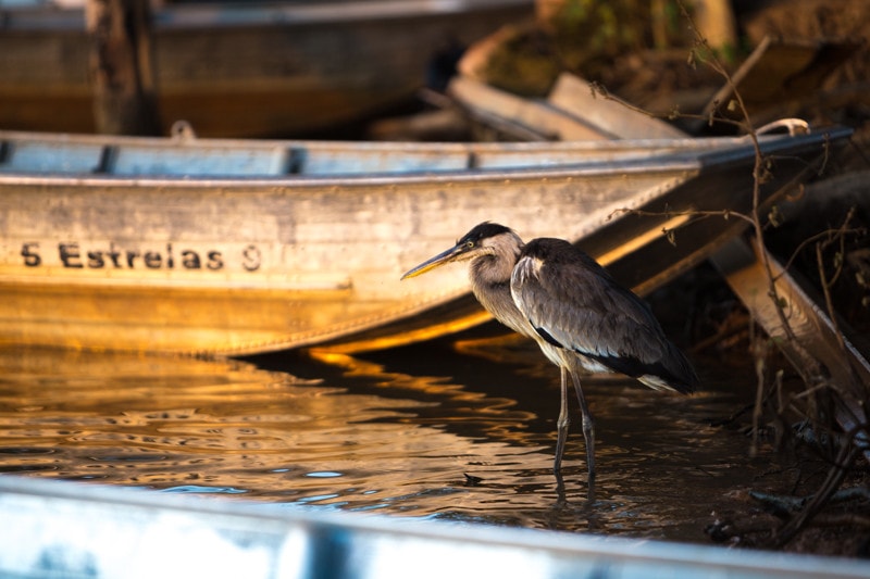 White-Necked Heron