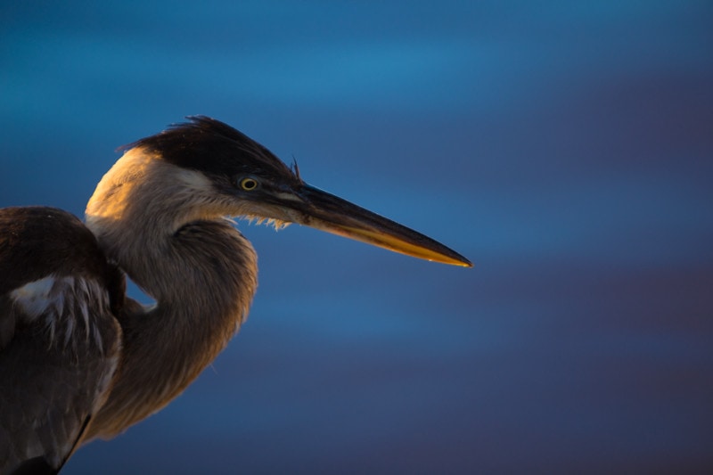 White-Necked Heron