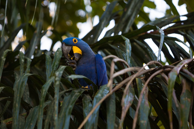 hyacinth macaw