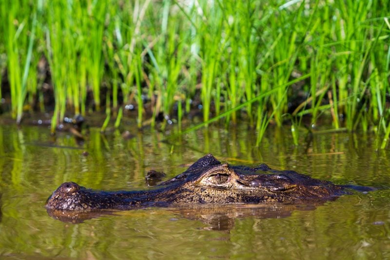 Caiman, The Pantanal