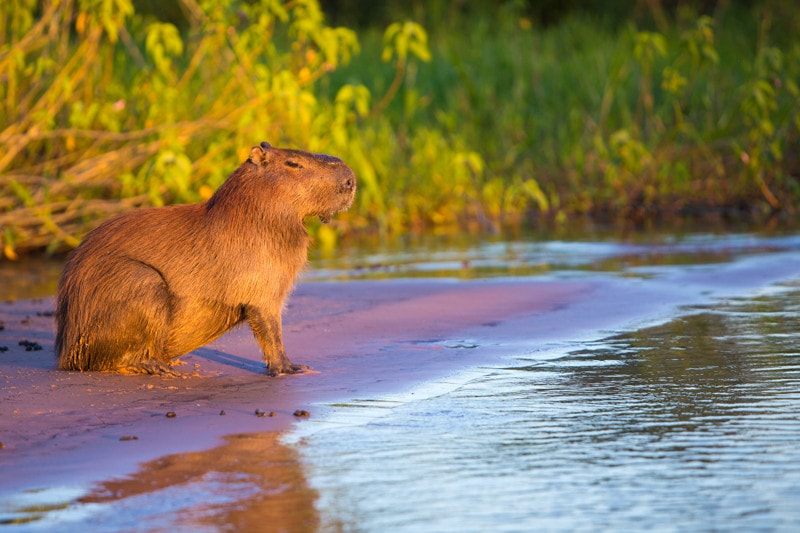 Capybara, The Pantanal