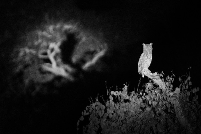 Brazil, Pantanal