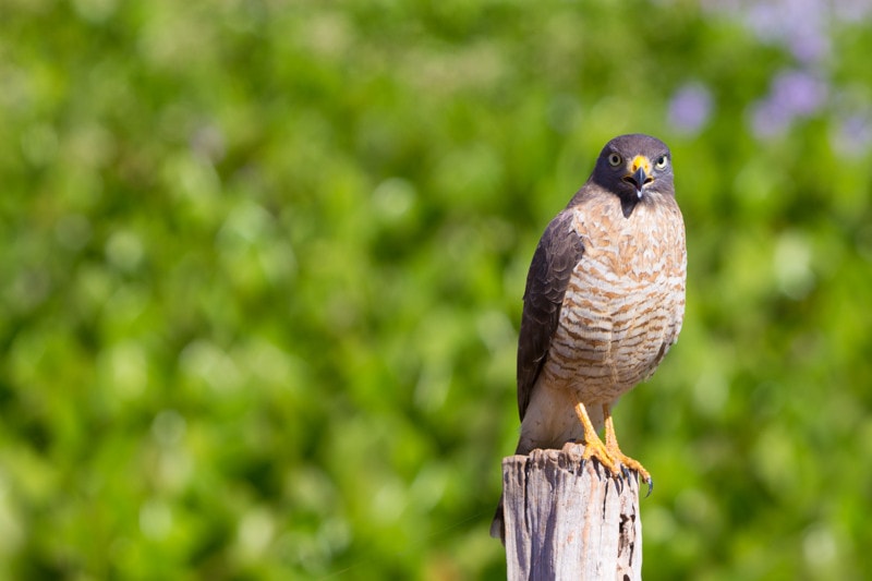 Roadside Hawk, Pantanal