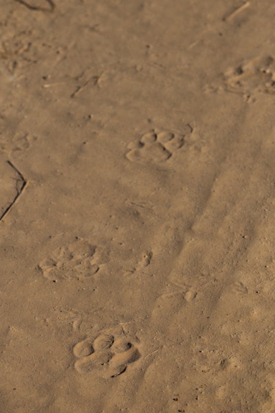 Jaguar tracks