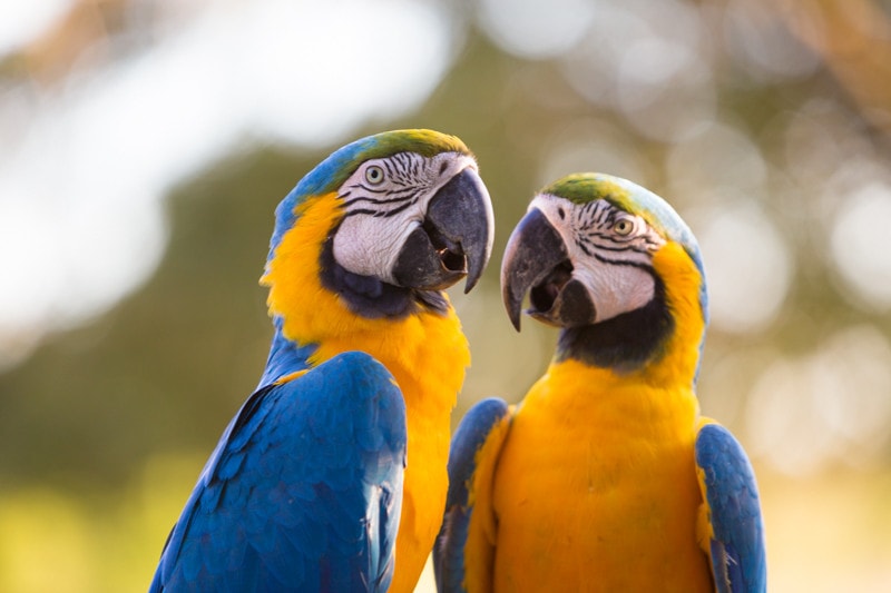 Blue and Yellow Macaws