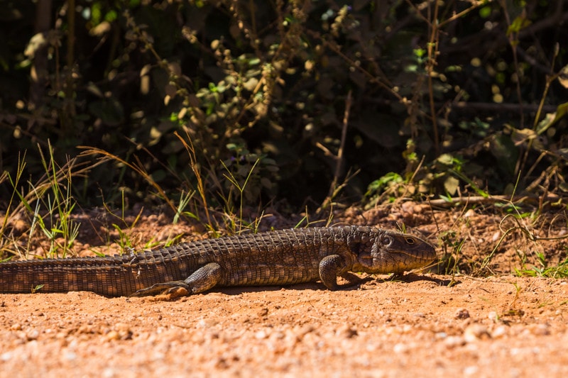 A Caiman Lizard