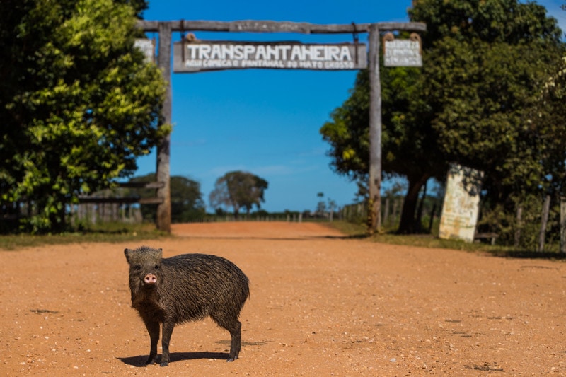 The Pantanal