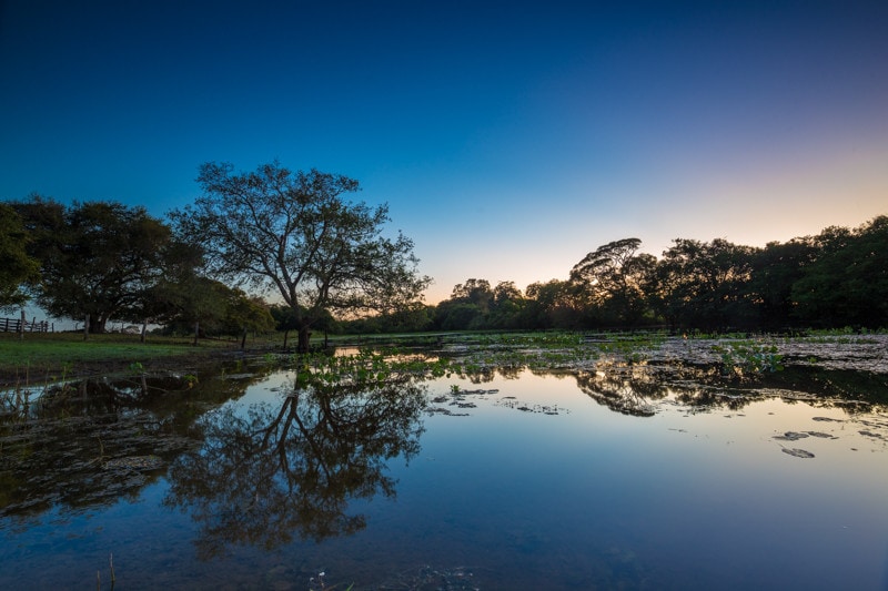 Pantanal, BrazilPantanal, Brazil