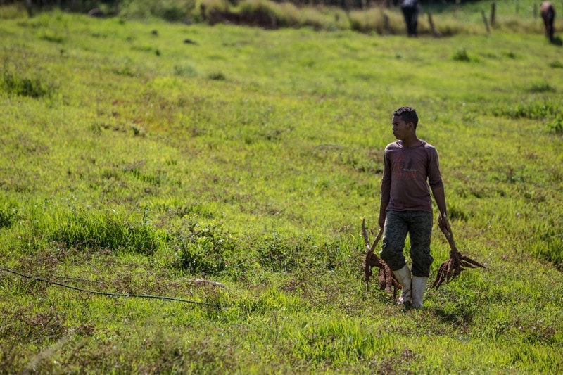 Farm, Vinales, Cuba