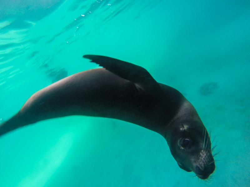 Sea Lion under water