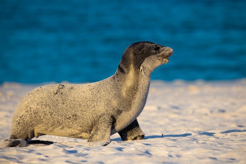 Gardner Bay, Galapagos Islands