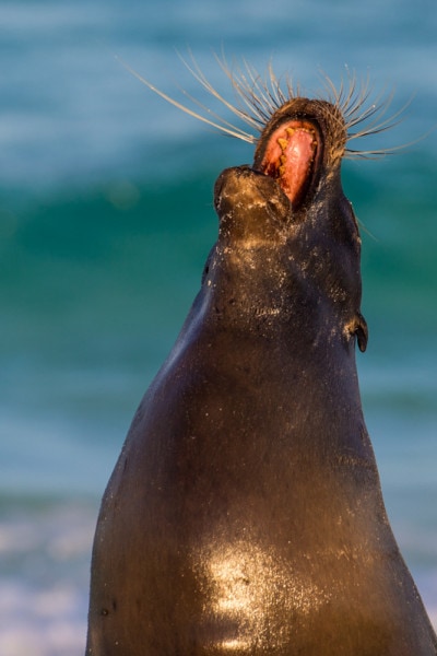 Gardner Bay, Galapagos Islands