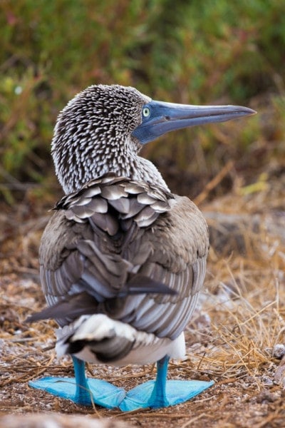 North Seymour Island, Galapagos Islands