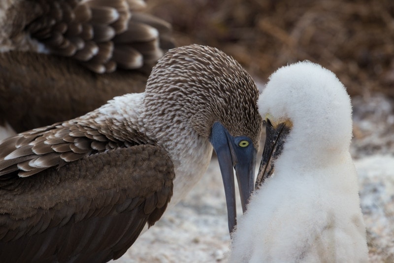 North Seymour Island, Galapagos Islands