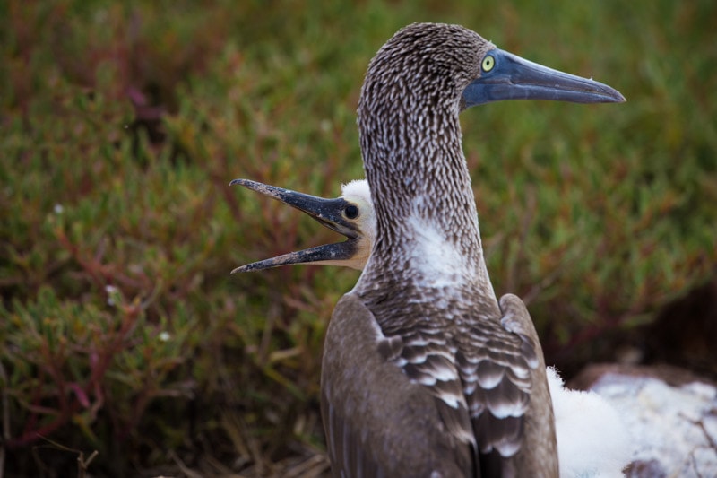 North Seymour Island, Galapagos Islands