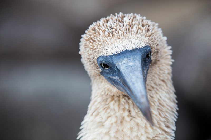 North Seymour Island, Galapagos Islands