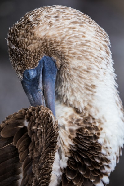 North Seymour Island, Galapagos Islands