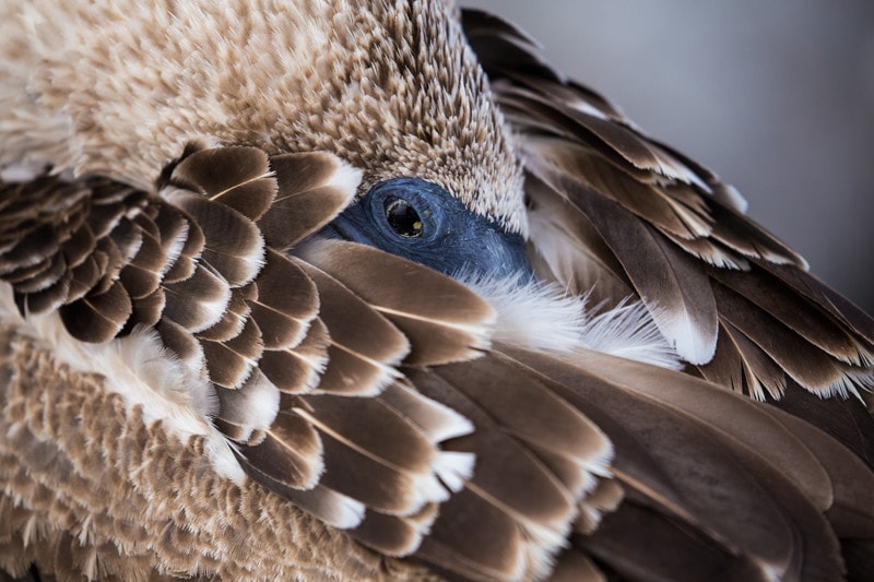 North Seymour Island, Galapagos Islands