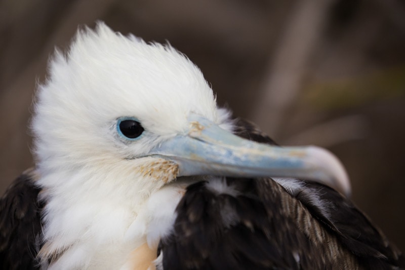 North Seymour Island, Galapagos Islands