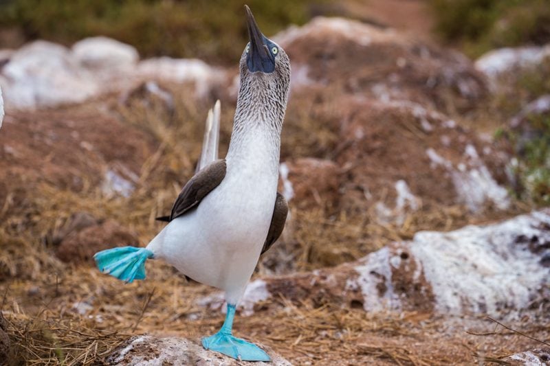 North Seymour Island, Galapagos Islands