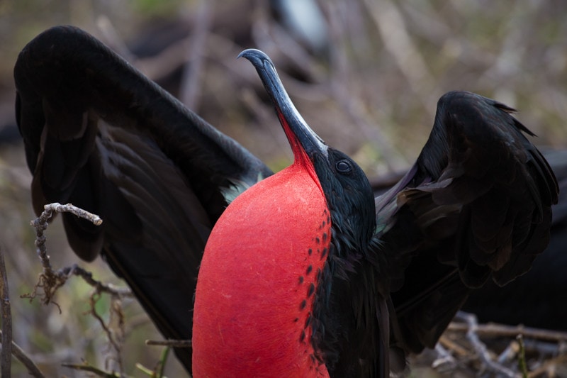 North Seymour Island, Galapagos Islands