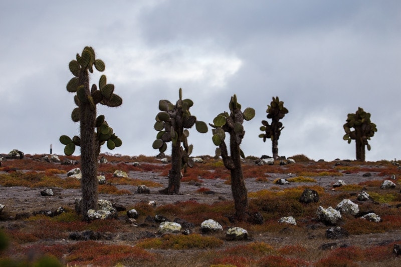 Santa Fe Island, Galapagos Islands